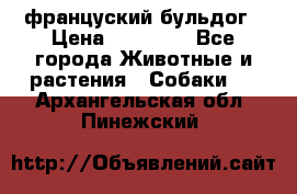 француский бульдог › Цена ­ 40 000 - Все города Животные и растения » Собаки   . Архангельская обл.,Пинежский 